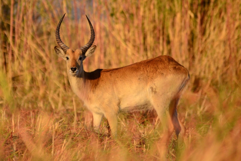 animal wildlife, mammal, selective focus, brown, focus, grass, antelope, animal, blur, side view, herbivorous, full length, gazelle, vertebrate, plant