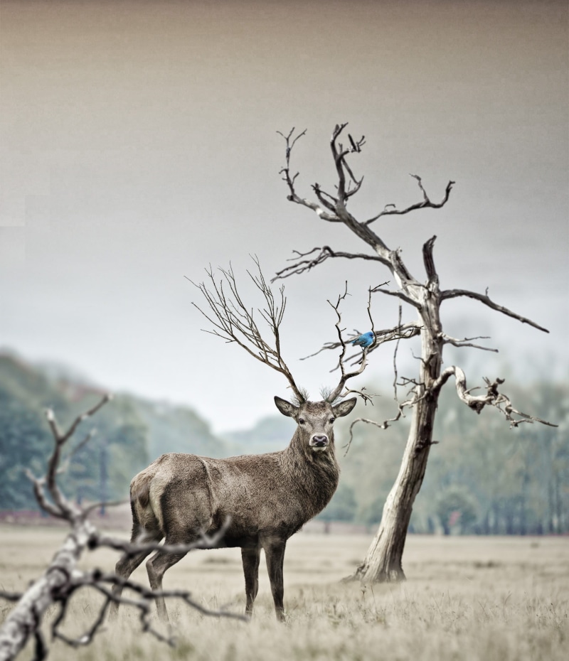 herbivorous, domestic animals, 2K, antler, nature, trees, no people, antlers, hazy, horn, animals in the wild, buck, near, portrait, animal themes, one animal