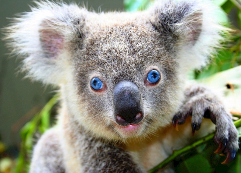 mammal, looking at camera, close-up, furry, stout, marsupial, bear, fluffy, australia, ears, herbivorous, outdoors, tree, australian Culture, adorable