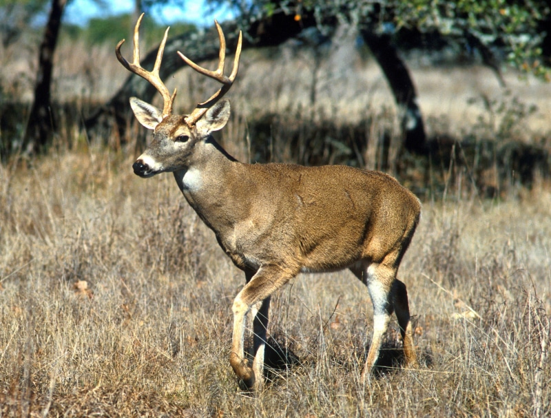 standing, brown, outside, wildlife, deer, mammal, animals In The Wild, national Park, horned, red Deer - Animal, safari Animals, nature, daytime, animal