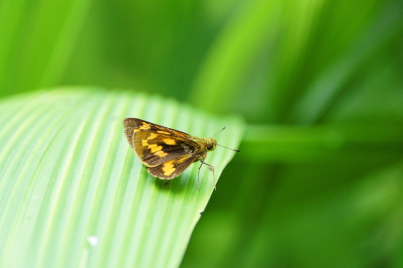 photography, animal Wing, 4K, outdoor, SEL18200LE, butterfly, green, Nex5, brown, beauty In Nature, depthoffield, minimalism, butterfly - Insect, animal