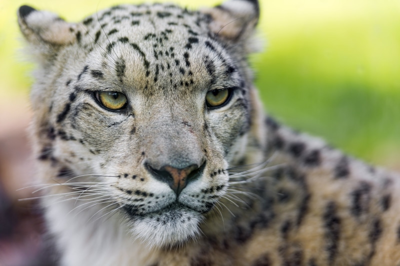 nature, dublin  zoo, fur, undomesticated Cat, ireland, nikon  d4, portrait, snow leopard, unhappy, uncia, photography, leopard, leopardess, animal, wild  cat