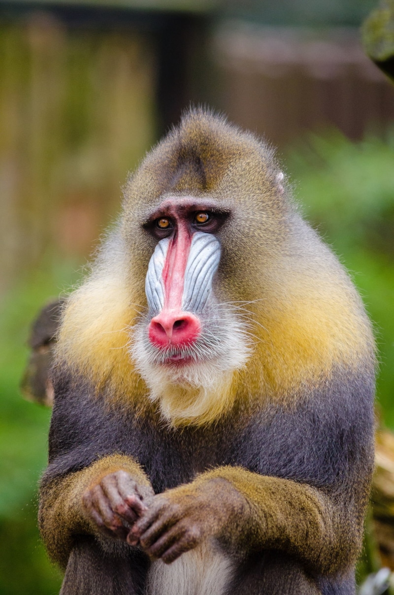 photography, 1080P, focus, close-up, outdoors, sad face, related to the baboon, zoo, fauna, hair, and poaching, the mandrill is threatened with extinction