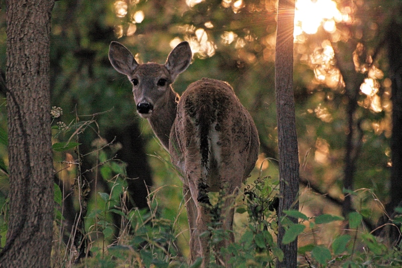animals In The Wild, nature, jungle, gray, outdoors, deer, forest, wildlife, animal, mammal, 4K