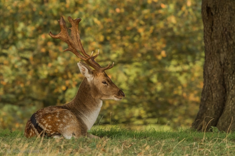 no people, brown, day, plant, animal wildlife, outdoors, antler, grass, animals, herbivorous, nature, animals in the wild, animal, deer, forest, land, mammal