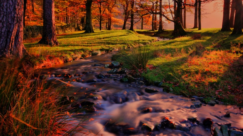 creek, fall, autumn, deciduous, sunlight, vegetation, 4K, forest, woodland, gurgle, nature, bank, tree, stream