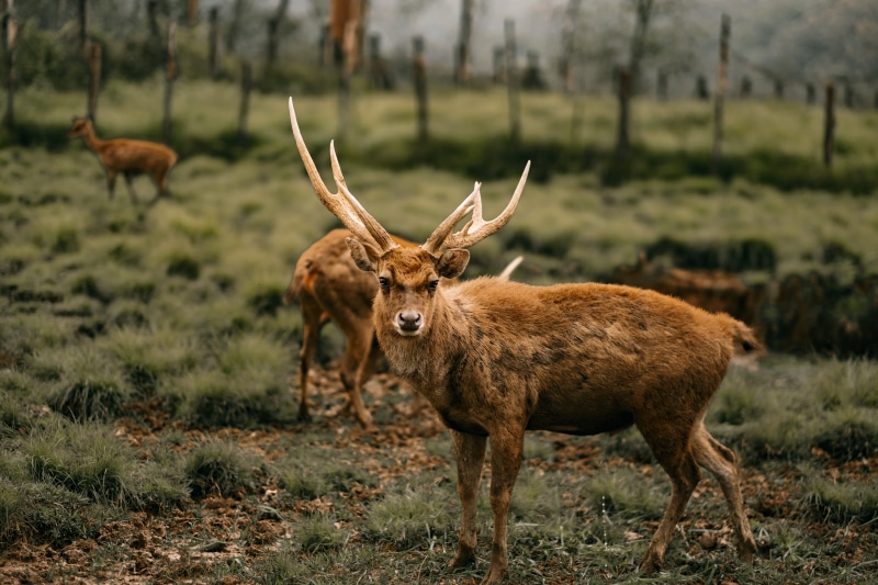 bandung, land, animal themes, horned, standing, herbivorous, no people, naturaleza, field, nature, plant, tree, fence, forest, ciervo, asium, travel, woodland