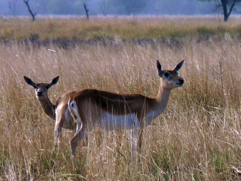 two, at Tal, green grass, blackbuck, antelope, africa, animals In The Wild, Chhapar, tal, wildlife, animal, grass, churu, green, brown, safari Animals