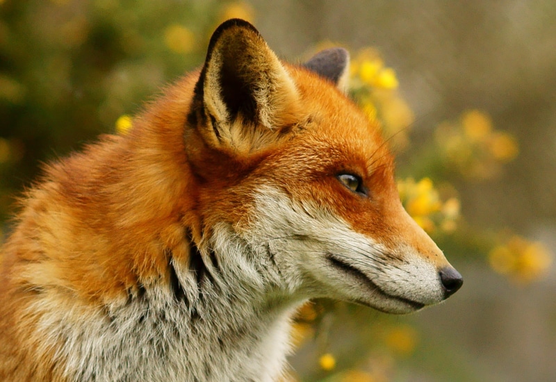 Trimming, Vulpes, outdoors, green grass, animals In The Wild, green, brown, flowers, white fox, animal, white, Vixen, grass, 1080P, daytime, fox, wildlife