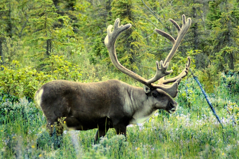 land, animals in the wild, animal wildlife, moose, Mammal, buck, green, Alaska, grass, wilderness, plant, hunting, standing, Caribou, wild, one animal