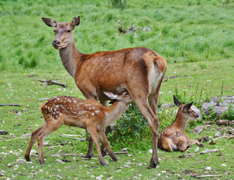 baby animal, animal themes, herbivorous, grass, no people, mammal, standing, red deer, 4K, vertebrate, young, cubs, small, animal, wild, nature, suckle