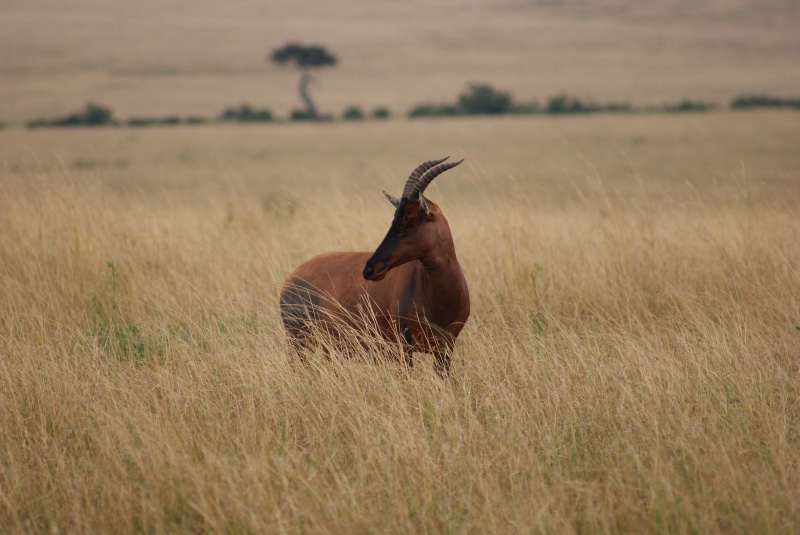 green grass, antelope, mara, four legged, 4K, four, herbivorous, national Park, safari, animal, reserve, Africa, animals In The Wild, Masai Mara National Reserve