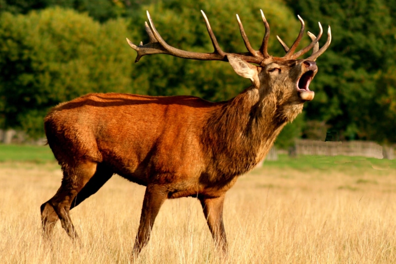 field, bellow, antler, land, fawn, opening, mammal, grass, habitat, reindeer, majestic, animal themes, no people, animals In The Wild, horned, animal, side view