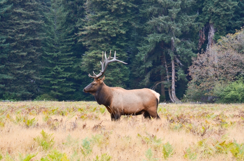 outdoors, one animal, animal world, deer, animal themes, humboldt county, wild animals, elk horn deer, cervis elaphus roosevelti, glade, hunting, america