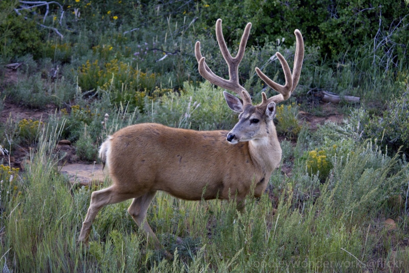 animals In The Wild, wildlife, outdoors, mammal, shoot, brown, camera, stag, buck, foraging, nature, antler, forest, species, point, animal, mule deer