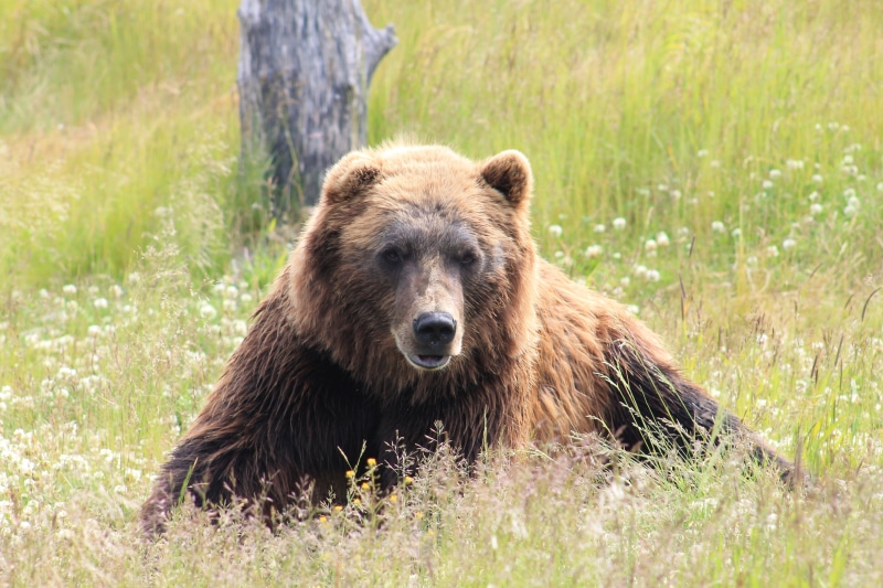 carnivore, grassy, animal, forest, land, nature, 4K, large, field, brown, animals In The Wild, brown Bear, outdoors, mammal, animal wildlife, bear, green