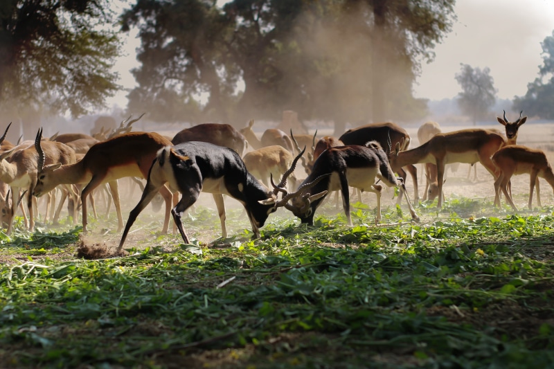 land, animal wildlife, buck, plant, deer, horns, mammal, animal photography, 5K, antlers, gazelle, tree, outdoors, close-up, rural, dust, impala, animal themes