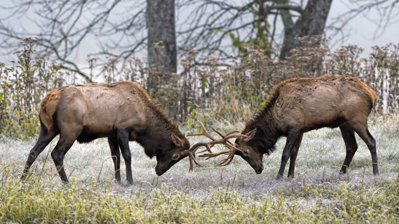 two, horses, outdoors, fighting, grass, animal wildlife, land, herbivorous, animal themes, deer, aggression, vertebrate, field, animals in the wild, mammal