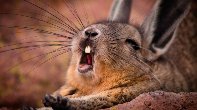 animal, outdoors, animal head, aggression, no people, mouth open, mammals, vertebrate, snarling, close-up, yawning, mouth, 1080P, one animal, mammal, rabbit