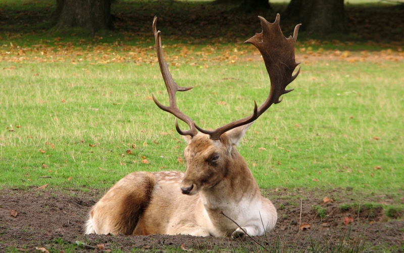 animals, mammals, nature, deer, wildlife, 1080P