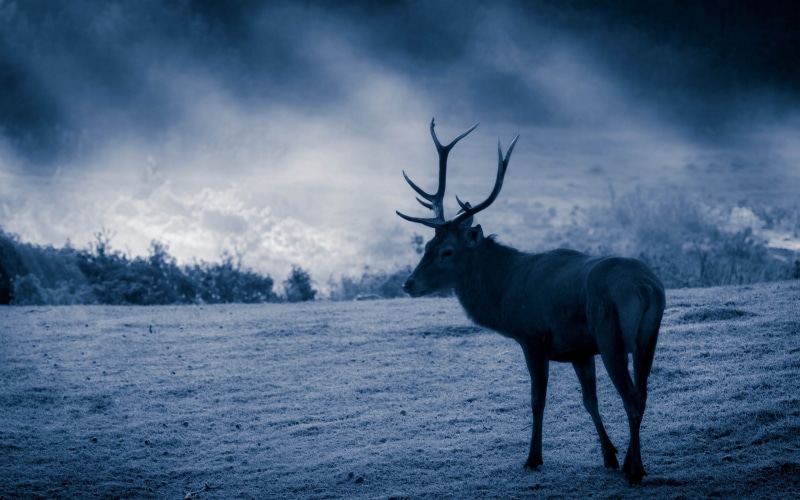 one animal, animal, deer, nature, herbivorous, 2K, wildlife, mammals, winter, outdoors, animals in the wild, vertebrate, snow, antler, sky, land, mammal