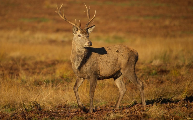 dry grass, fall, mammals, animals, deer, 1080P, wildlife