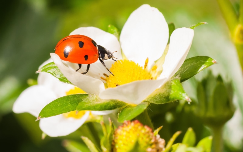 Macro, Ladybug, Insect, 2K, Strawberry, Beetle, Flower, Photography