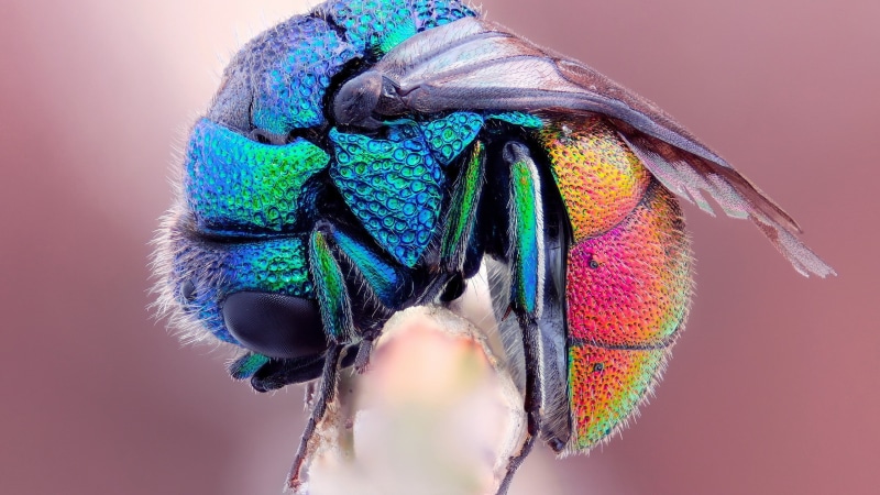 animal, feather, animal eye, no people, blue, studio shot, multi colored, insect, close-up, vibrant color, peacock feather, animal head, purple, softness