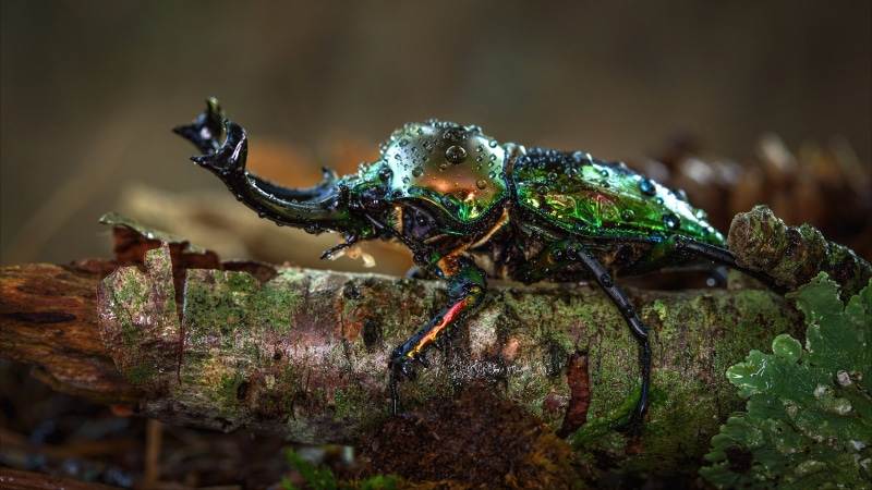 Macro, Animal, Beetle, 4K, Insect, Stag Beetle