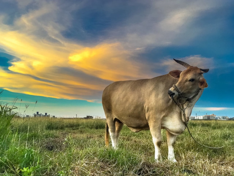 rural Scene, 牛, TW, green, grass, field, 台灣, cow, farm, nature, green grass, cattle, Magong, brown, daytime, pasture, outdoors, meadow, animal, agriculture