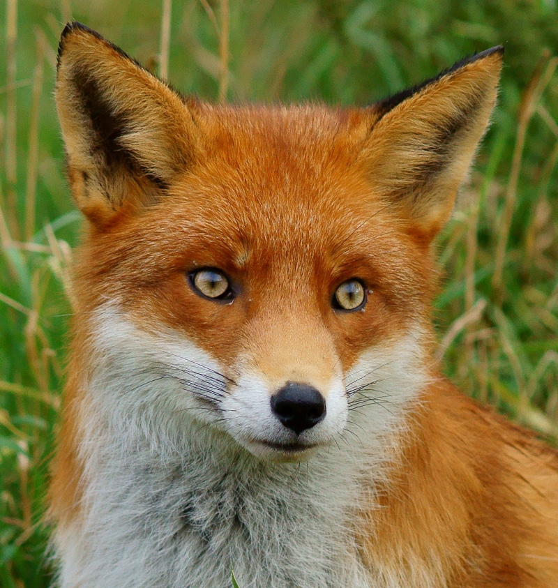 white fox, macro shot, Portrait, carnivore, near, Dobby, wildlife, mammal, red Fox, nature, animal, Vulpes, Trimming, animals In The Wild, brown, British  Wildlife  Centre