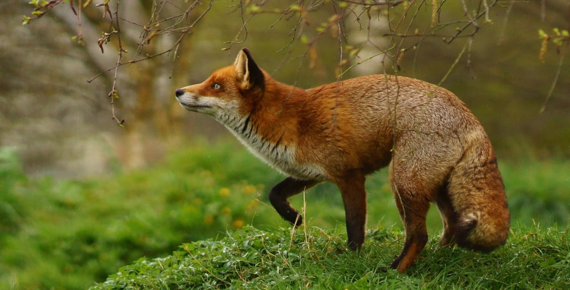 2K, fox, daytime, white, field, animal, brown, animals In The Wild, Vulpes, Trimming, red Fox, white fox, Newchapel  Surrey, forest, wildlife, grassy