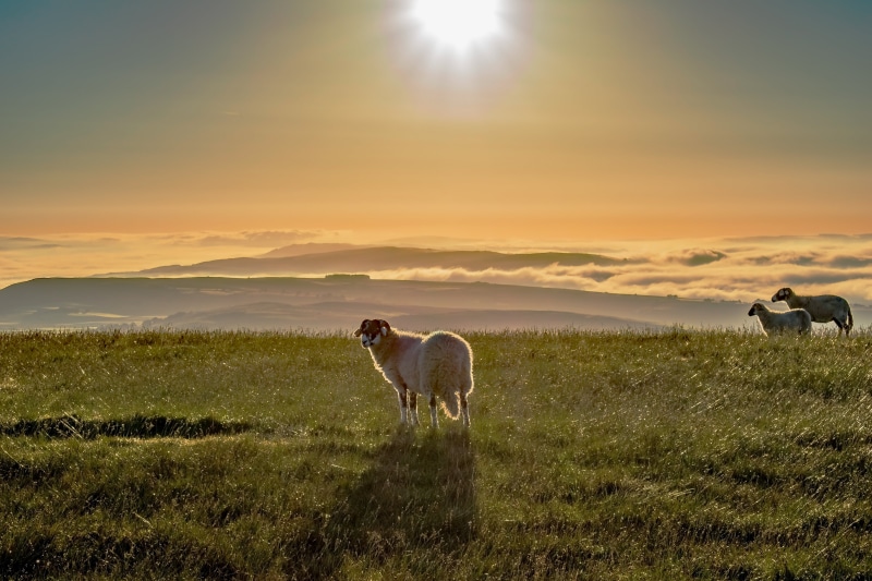outdoors, grazing, pendle, green, white, mist, dawn, grass field, lens, mammal, animal, herd, Sheep, nature, nikkor, barley, rural Scene, pasture, green grass