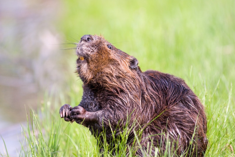day, young animal, animals in the wild, nature, mammal, cute, rodent, underwater, beaver, side view, no people, water, outdoors, one animal, fur, vertebrate