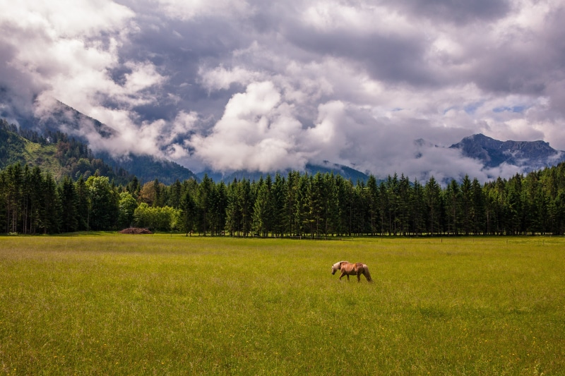 Wood, Mountains, meadow, sky, green, rainy day, pasture, outdoors, grazing, beauty In Nature, Horse, field, forest, grass, Nebel, tree, Forest  Meadow