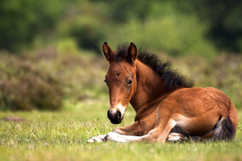 pasture, shallow focus, Forrest, mammal, meadow, 2K, Animal, photography, Foal, Sigma, lying, green grass, nature, focus, green, farm, Spring, Tripod