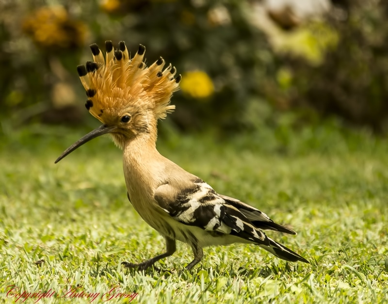 Wellington, Western  Ghats, Spotted, colourful, wildlife, wild  life, Fawn, feathers, and yellow, daytime, 2K, Hoopoe, black, black, Nilgiris, Ooty, yellow