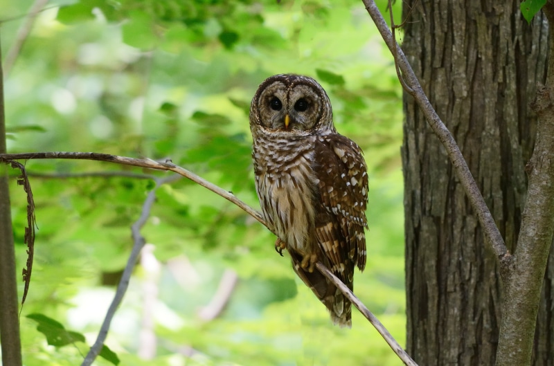 brown, animals In The Wild, animal, Barred Owl, ED, 8G, birds  birds, AF, 4x, II, f/2, wildlife, brown Owl, birds of prey, IF, barred, feather, Mountain Brook