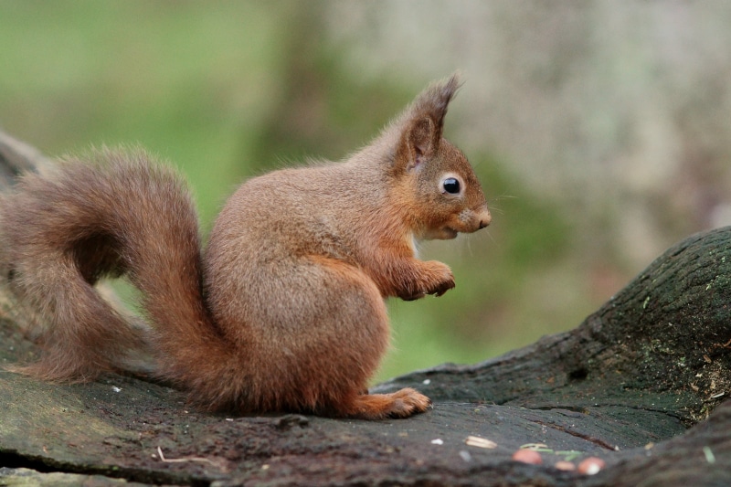 eating, rodent, nature, brown, squirrel, outdoors, wildlife, trunk, tree, cute, 4K, animal, forest, mammal