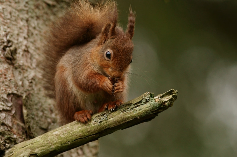 brown, daytime, cute, tail, mammal, animal, outdoors, 2K, trunk, rodent, tree, squirrel, nature, wildlife, forest, animals In The Wild, fluffy, fur