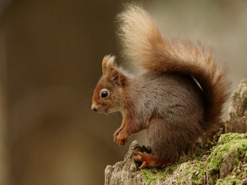 4K, mammal, animal, rodent, squirrel, eating, cute, forest, trunk, nature, wildlife, tree, outdoors, brown, animals In The Wild