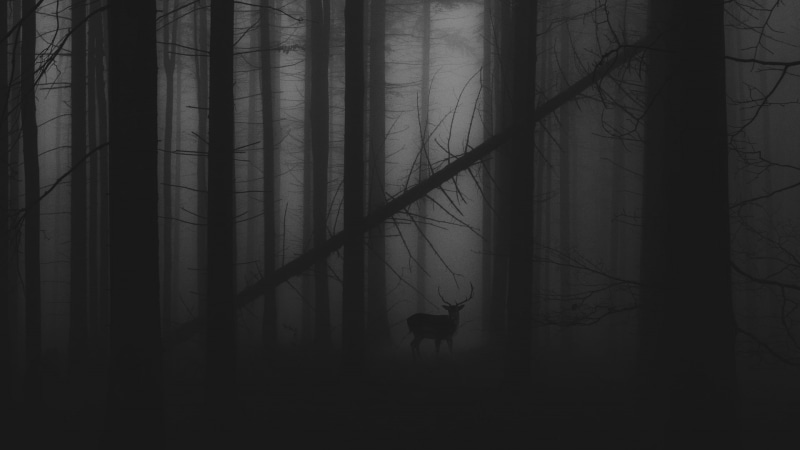 trees, mist, forest, landscape, monochrome, deer, 1080P