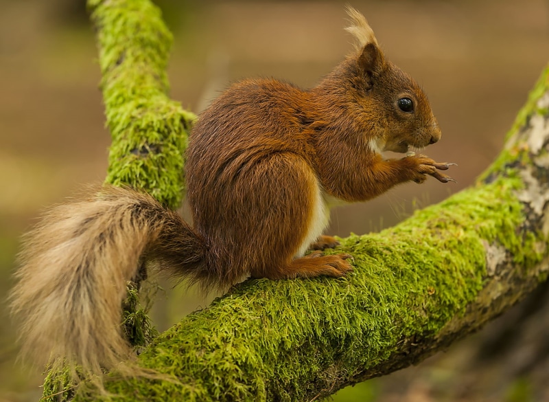 fur, Canon EF 70-200mm, Canon EF, red, brown, branches, tree, mammal, squirrel, outdoors, wildlife, tree trunk, green, animal, USM, rodent, animals In The Wild