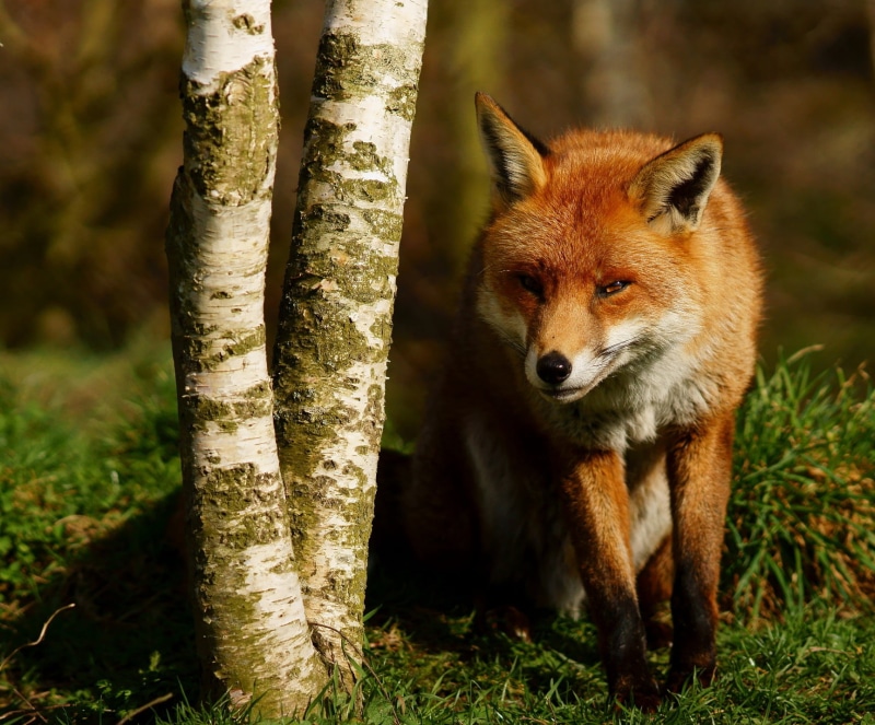 outdoors, Trimming, red Fox, nature, animals In The Wild, animal, gray, Vulpes, mammal, Newchapel  Surrey, 720P, trunk, brown, British  Wildlife  Centre