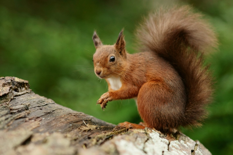 outdoors, fluffy, fur, 4K, animal, cute, trunk, eating, tree, tail, nut - Food, nature, wildlife, mammal, squirrel, brown, forest, rodent