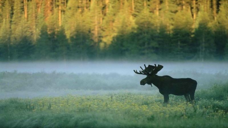 mammal, deer, outdoors, moose, vertebrate, day, no people, tree, herbivorous, 1080P, antler, animals, grass, forest, one animal, land, animals in the wild