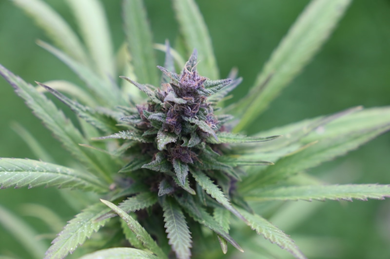 weed, hemp, smoke, no people, day, narcotic, drug, growth, marijuana, nature, spiked, grass, flower, bud, 5K, spiky, beauty in nature, cannabis, focus on foreground