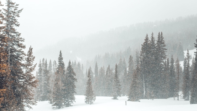 coniferous tree, landscape, woodland, plant, cold temperature, snow, winter, wilderness, 5K, beauty in nature, scenics - nature, nature, christma, evergreen tree