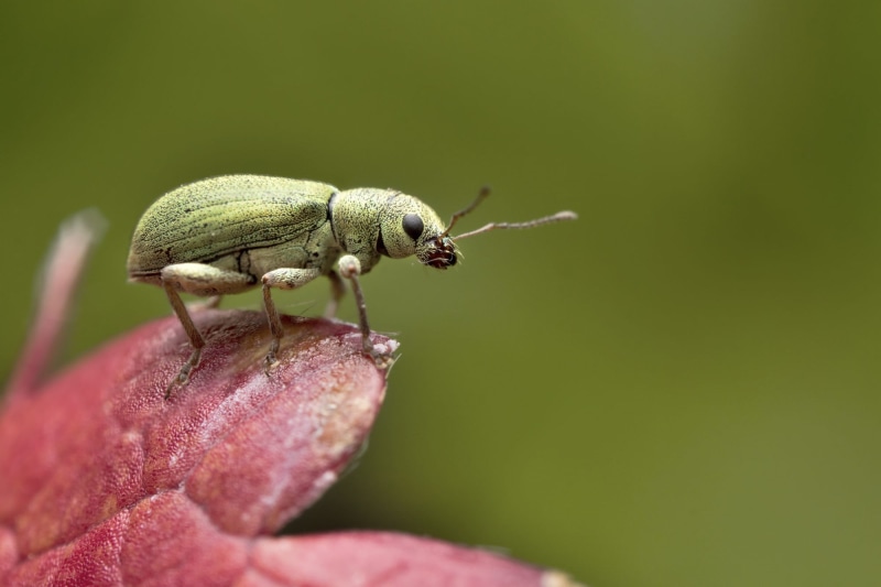 top, green, macro photography, flower, nature, beetle, purple, Weevil, wildlife, Phyllobius, close-up, 1080P, on top, purple flower, photography, animal