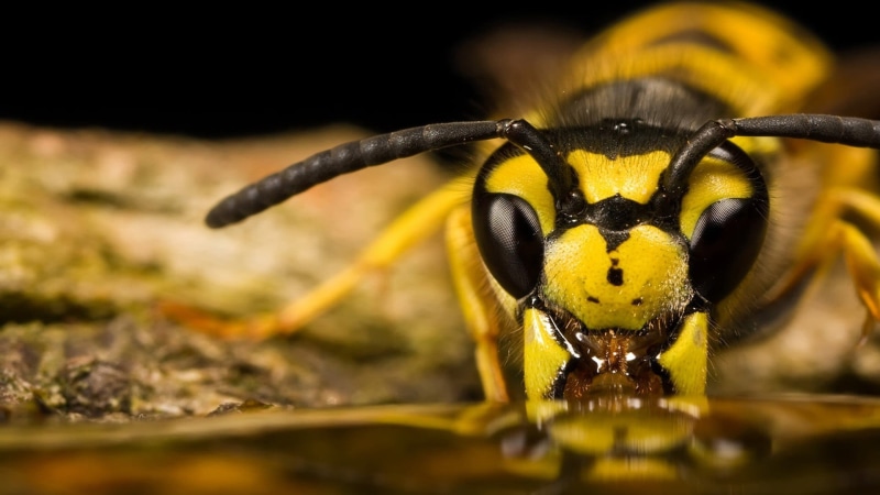 animal, black, animal head, selective focus, animals in the wild, 1080P, mammal, insect, animal themes, no people, animal wildlife, portrait, one animal